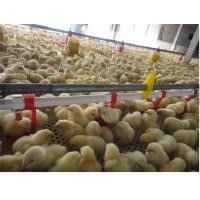 Ligne automatique de Pan Feeding System Nipple Drinking de volaille de poulet
