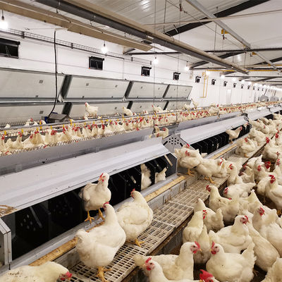 Fermes avicoles Pan Feeder System Chicken Breeding