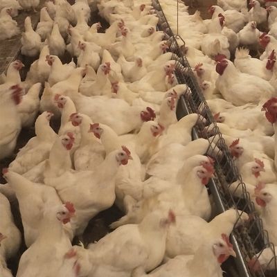 Système commercial d'éleveur d'élevage d'au sol d'équipement de volaille de Chambre de poulet pour le grilleur