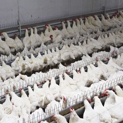 Boire de poulet de parent de Pan Feeding System Automatic Breeder de volaille d'équipement de ferme